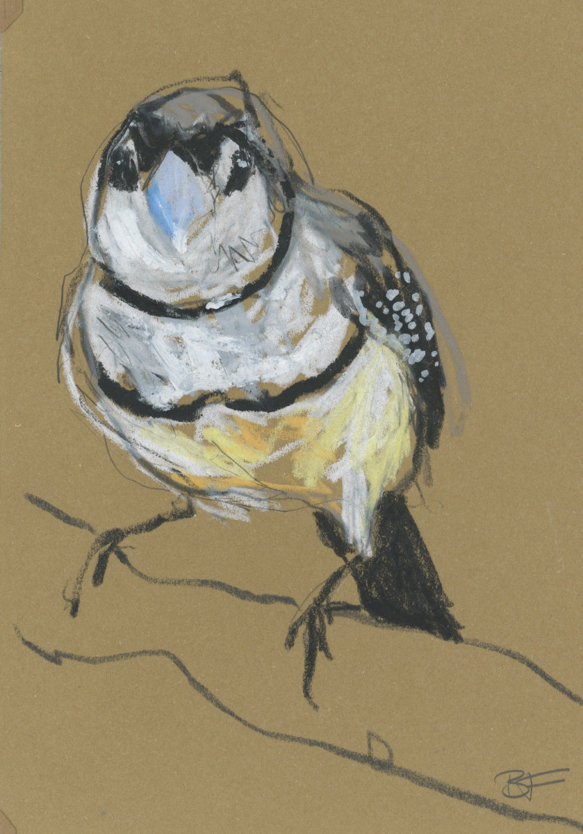 a double-barred finch drawn in oil pastels and graphite by Bridget Farmer