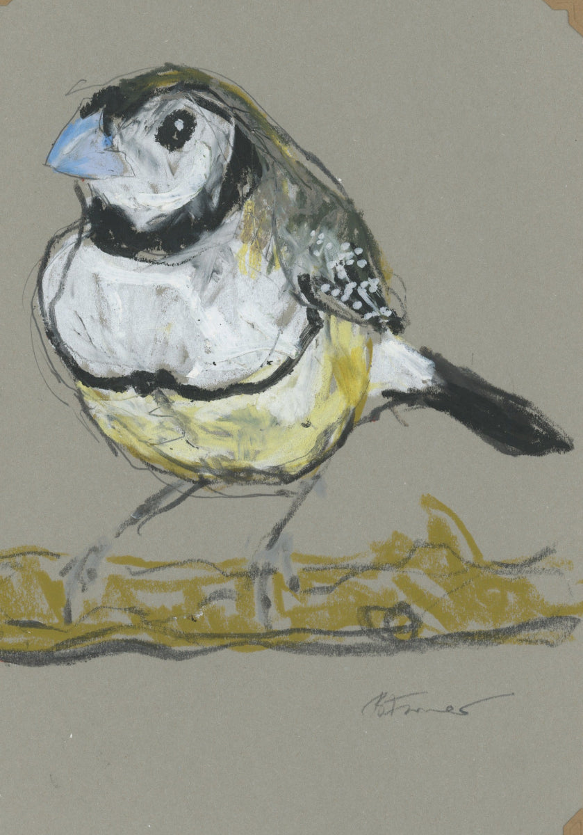 a double-barred finch drawn in oil pastels and graphite by Bridget Farmer