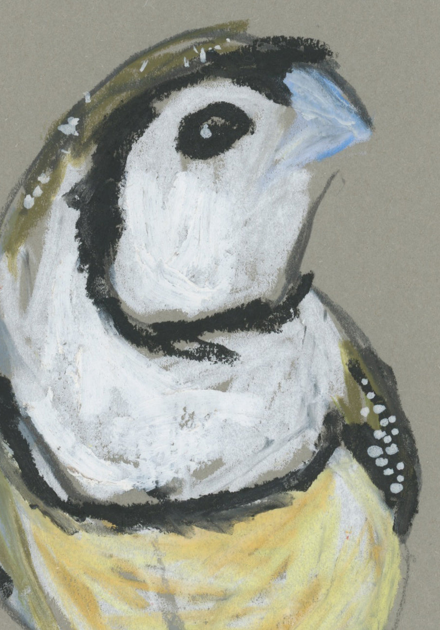 Double-barred Finch - A5 Original Drawing (D71)