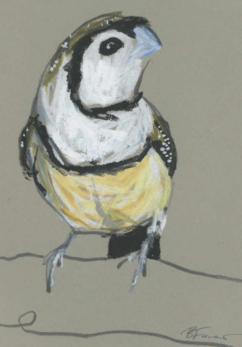 a double-barred finch drawn in oil pastels and graphite by Bridget Farmer