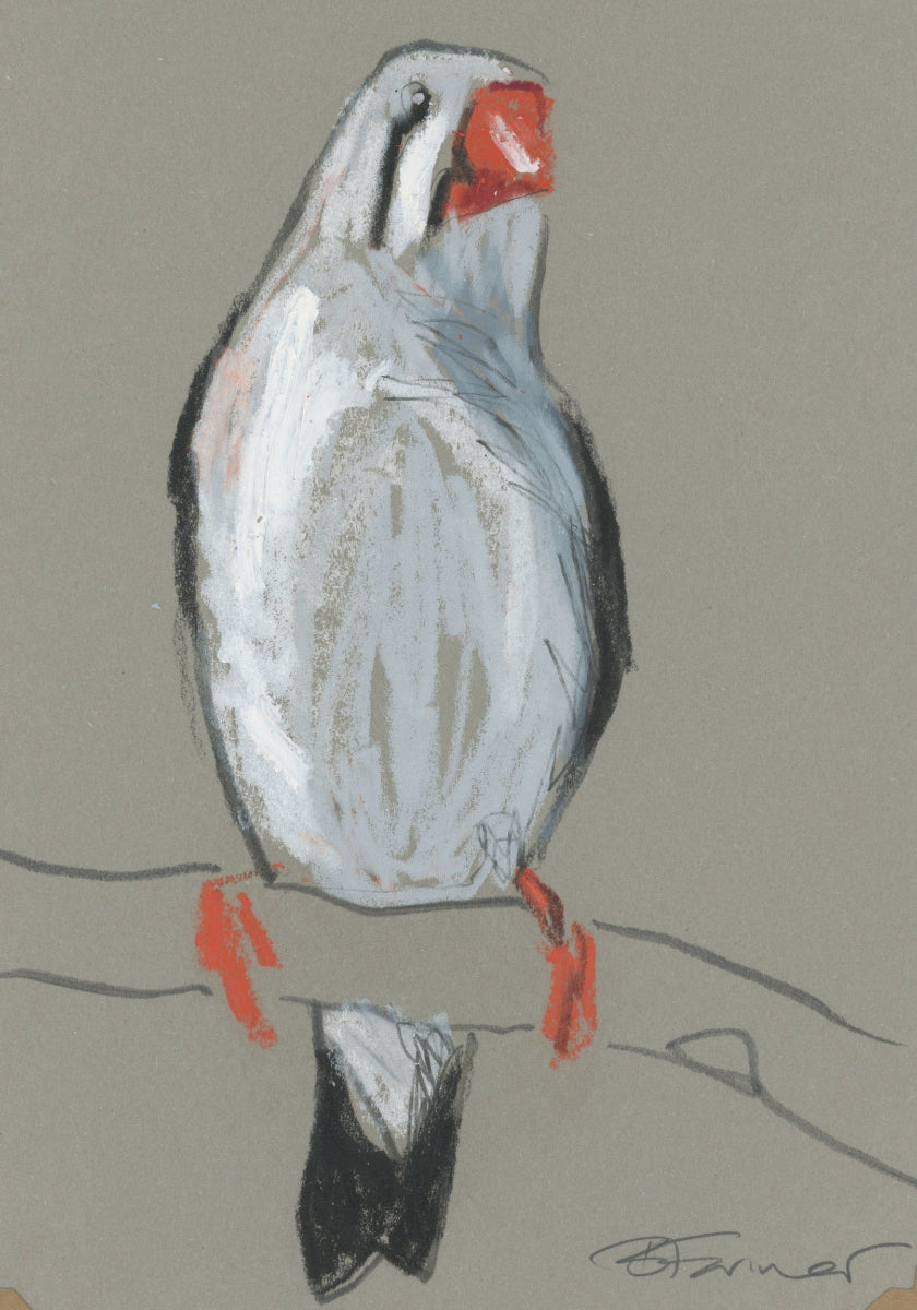 a female zebra finch drawn in oil pastels and graphite by Bridget Farmer