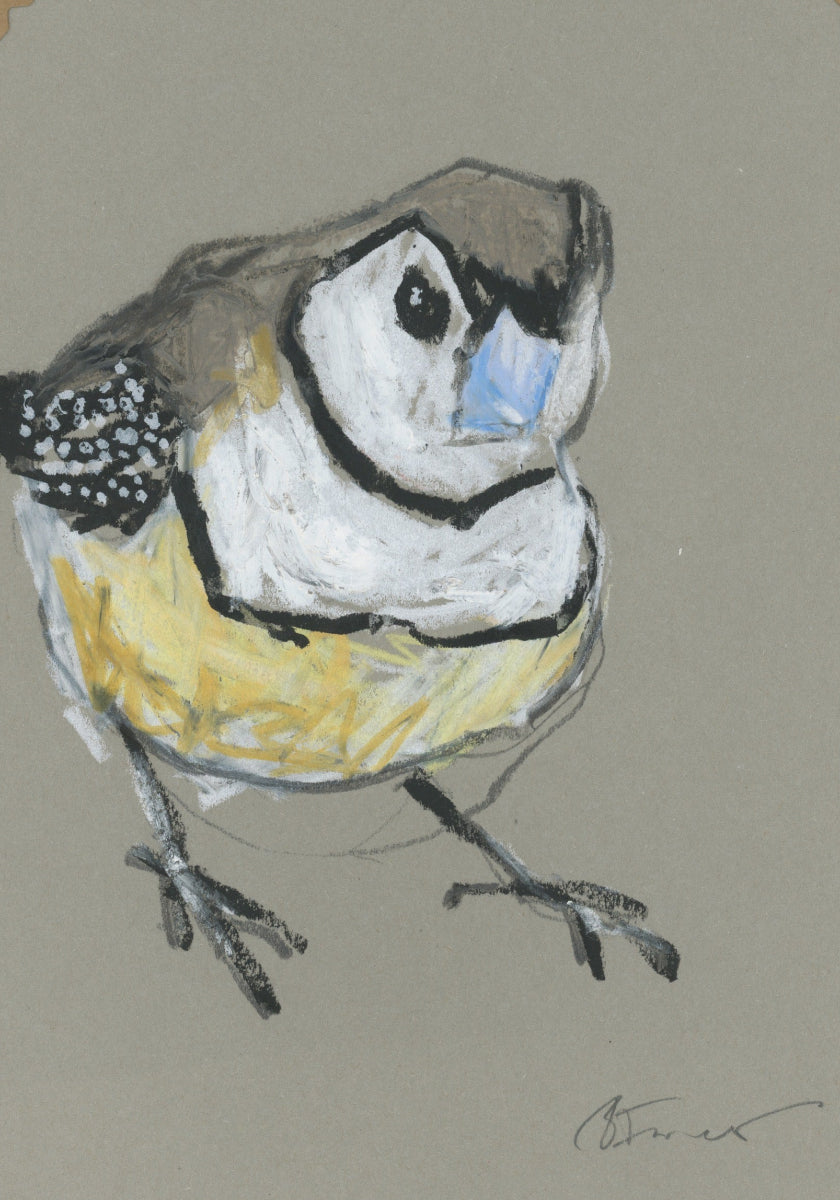 a double-barred finch drawn in oil pastels and graphite by Bridget Farmer