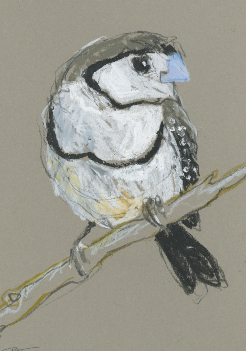 a double-barred finch drawn in oil pastels and graphite by Bridget Farmer
