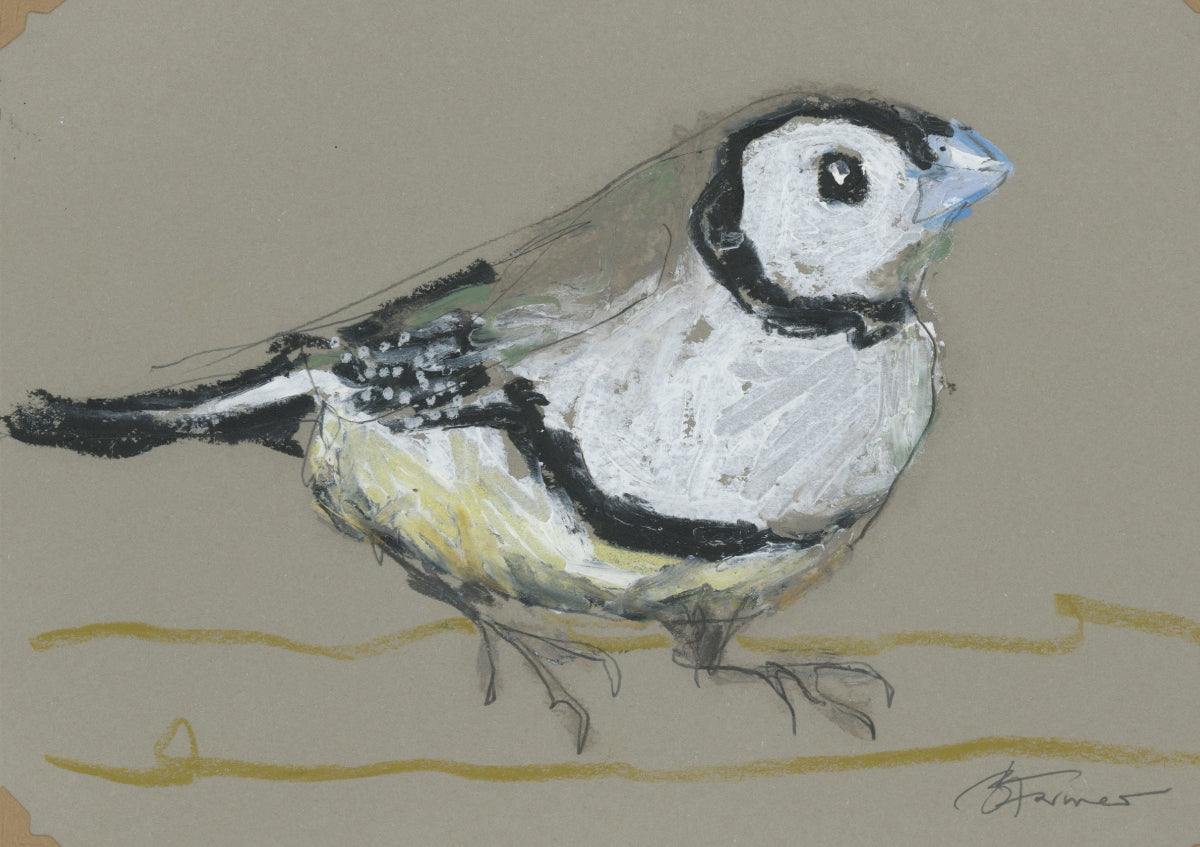 a double-barred finch drawn in oil pastels and graphite by Bridget Farmer
