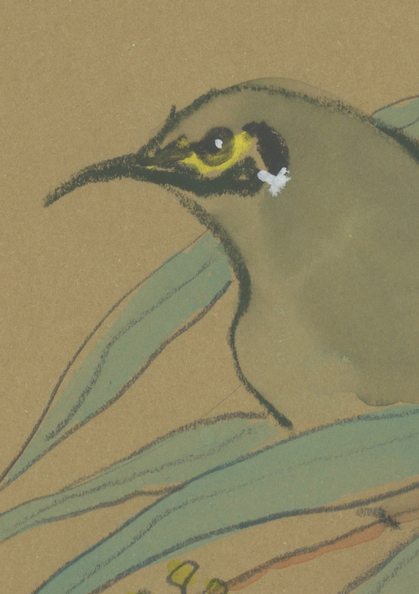 Yellow-faced Honeyeater - A5 Original Drawing (D79)