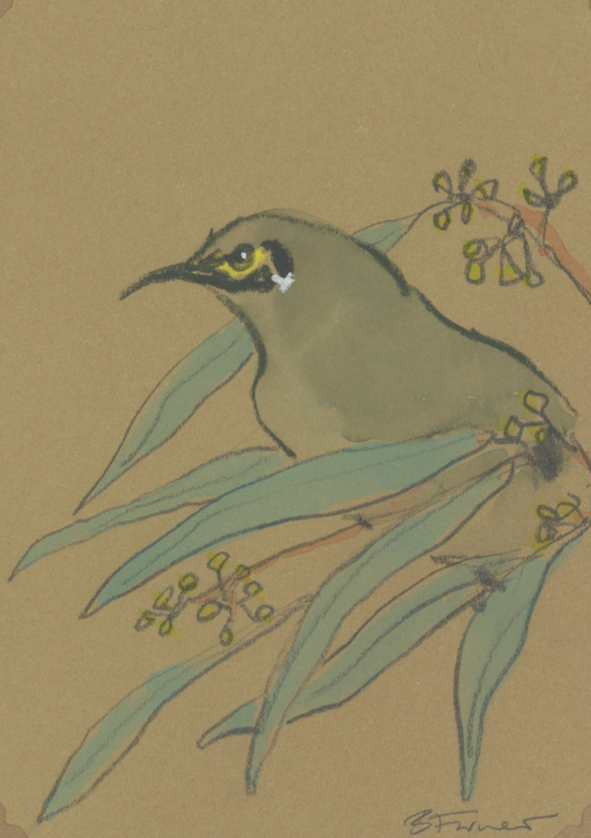 a yellow-faced honeyeater drawn in graphite  and watercolour by Bridget Farmer