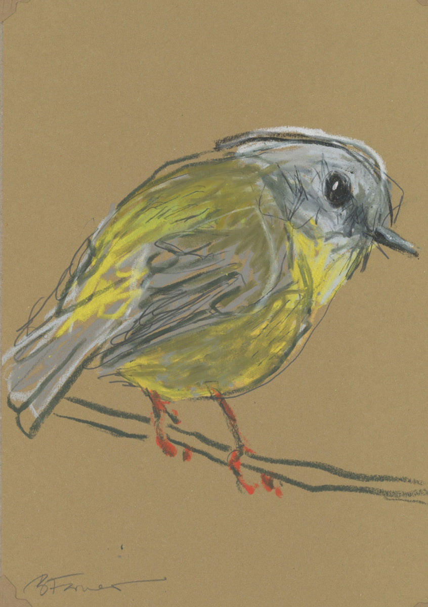 an eastern yellow robin drawn in oil pastel and graphite by Bridget Farmer