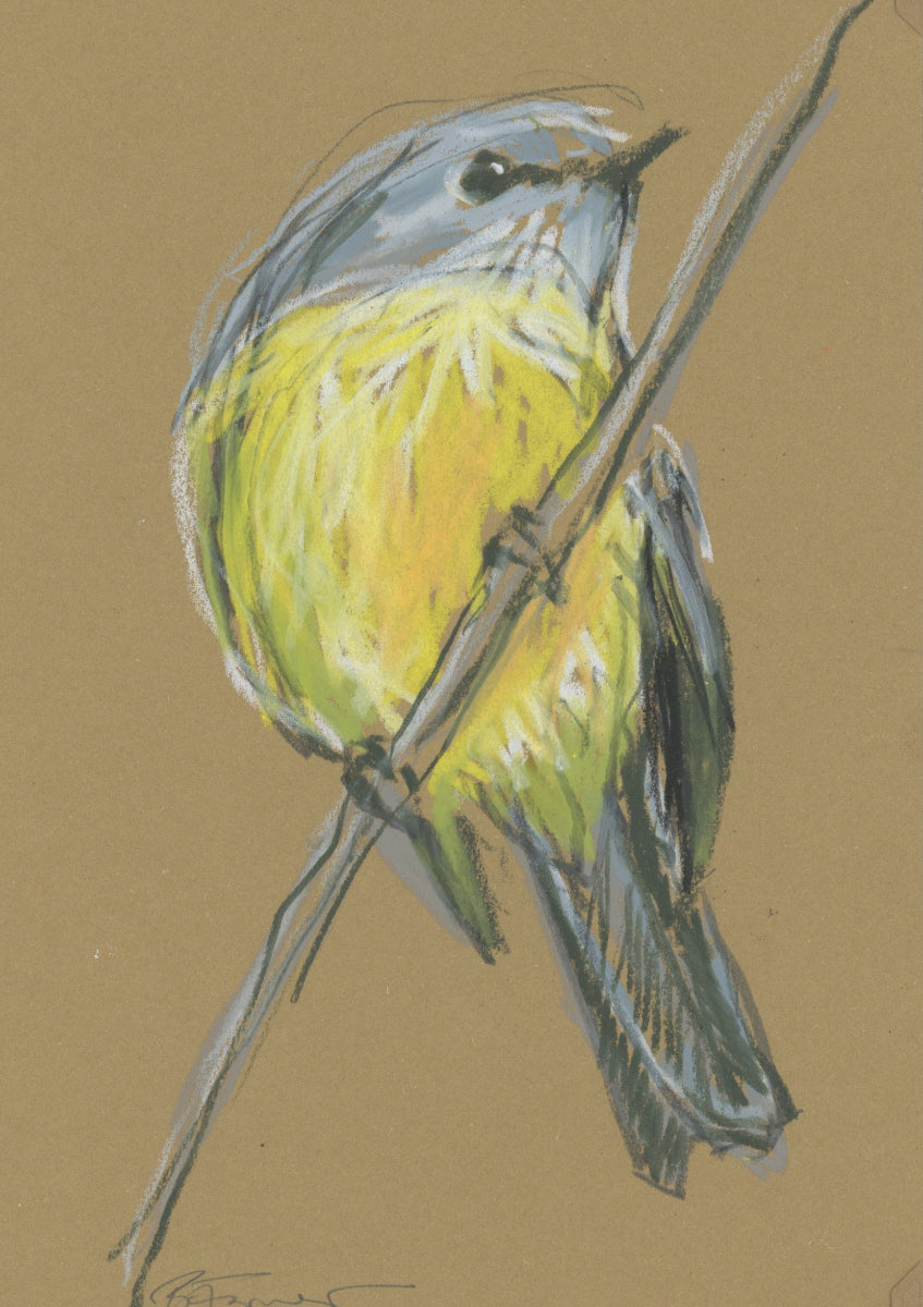 an eastern yellow robin drawn in oil pastel and graphite by Bridget Farmer