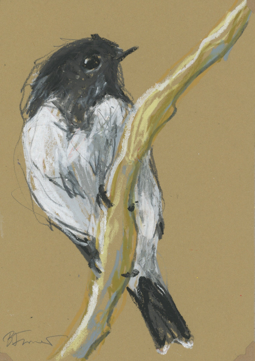 a hooded robin drawn in oil pastel and graphite by Bridget Farmer