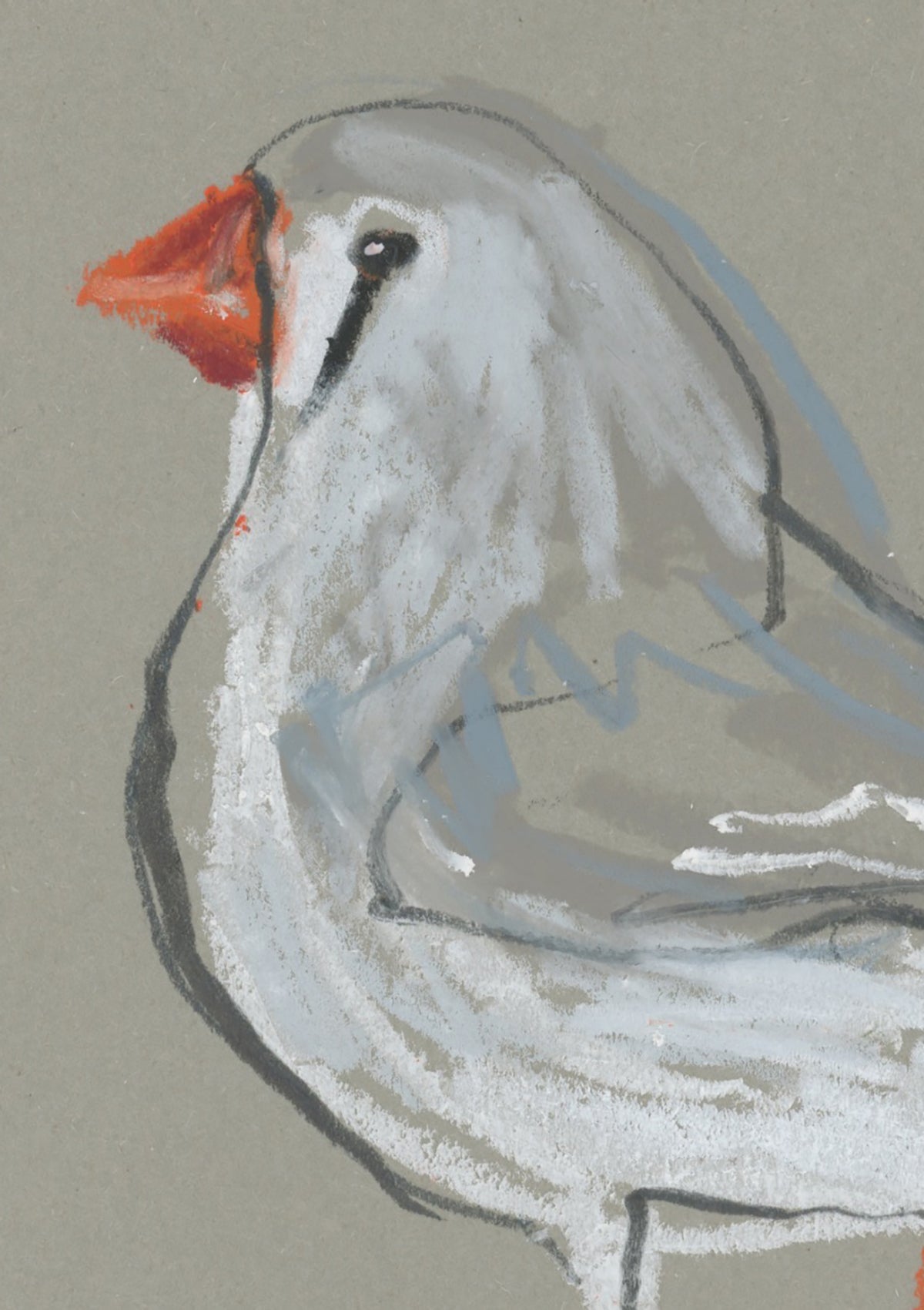 Female Zebra Finch - A5 Original Drawing (D84)