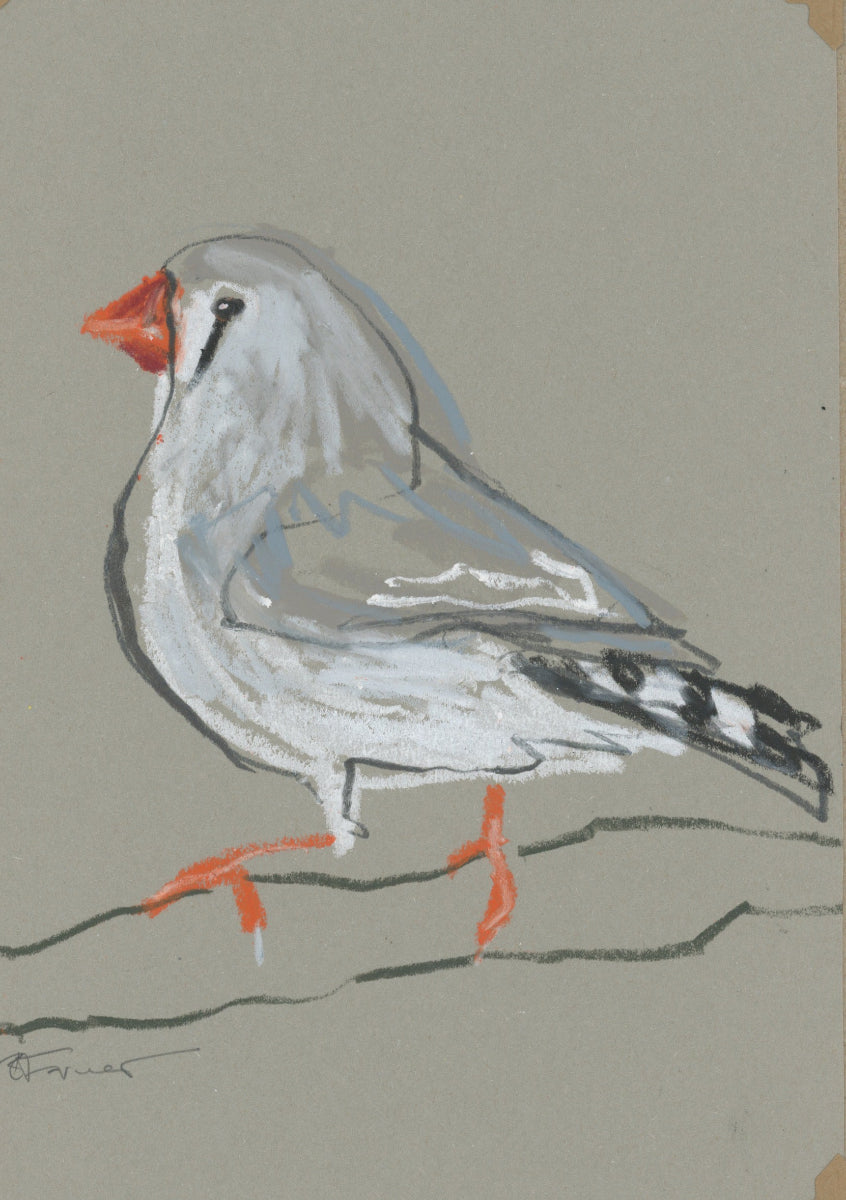 a female zebra finch drawn in oil pastel and graphite by Bridget Farmer