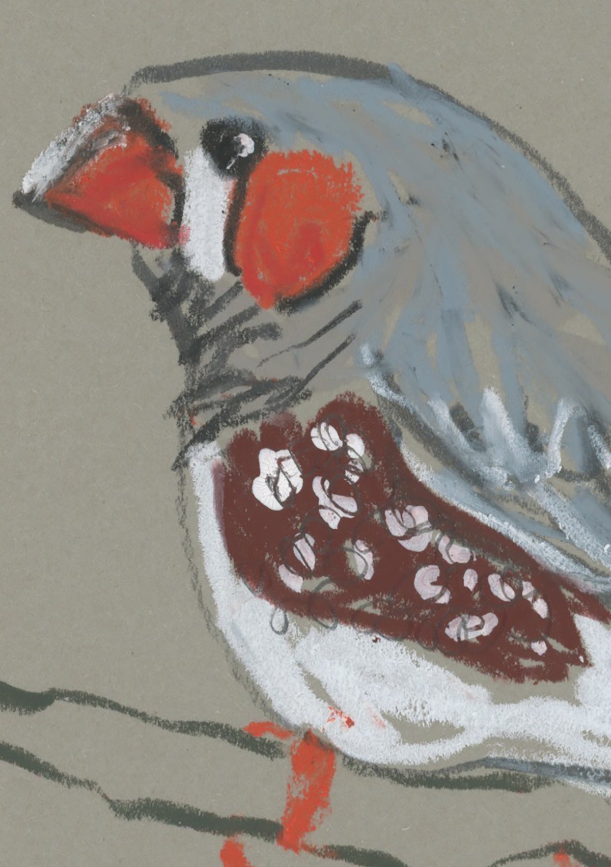 Male Zebra Finch - A5 Original Drawing (D85)