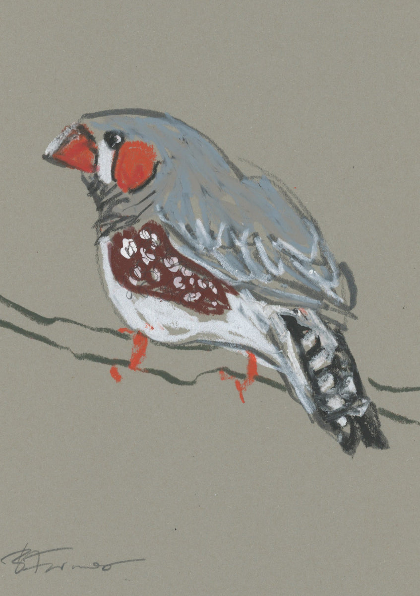 a male zebra finch drawn in oil pastel and graphite by Bridget Farmer