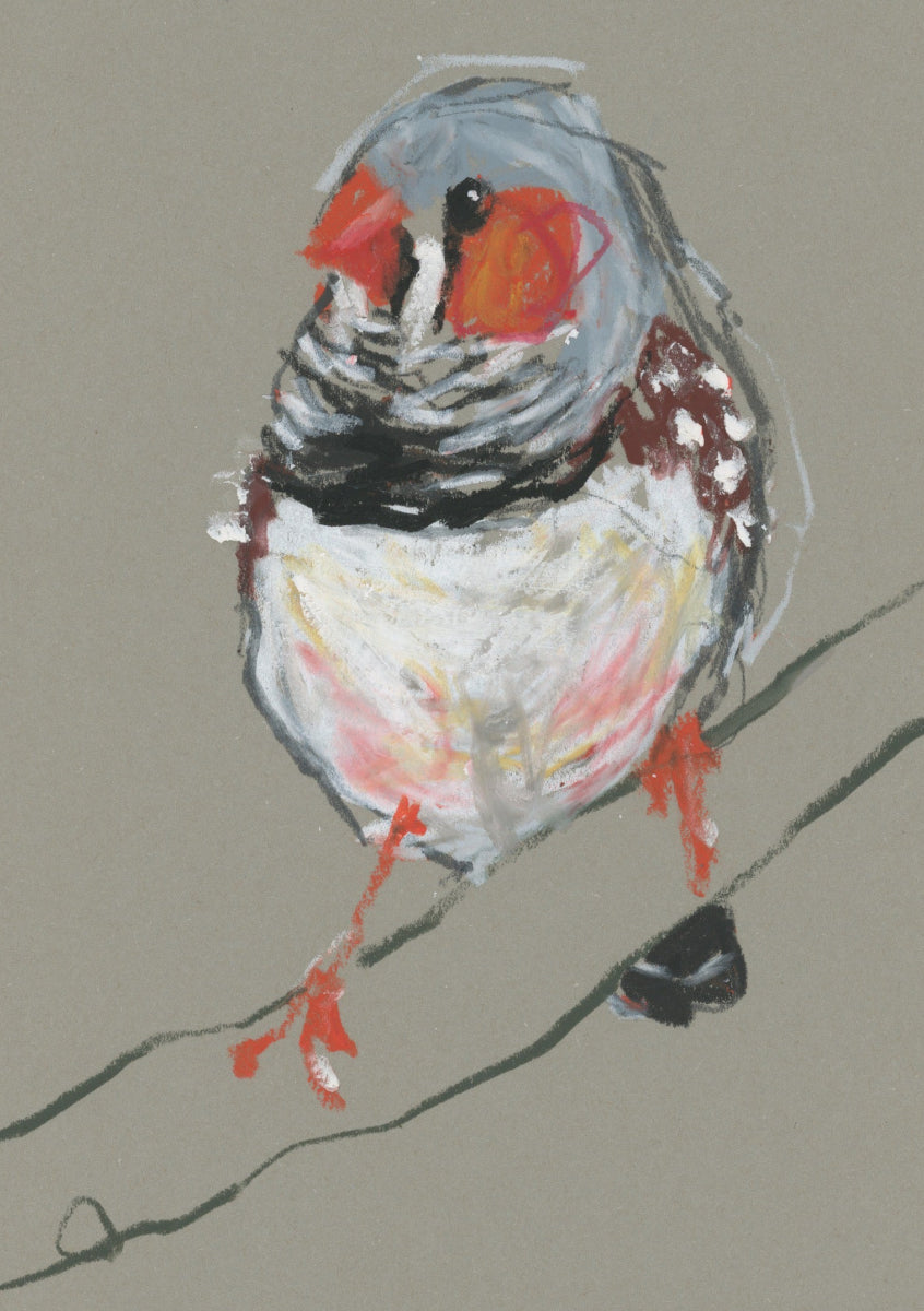 a male zebra finch drawn in oil pastel and graphite by Bridget Farmer