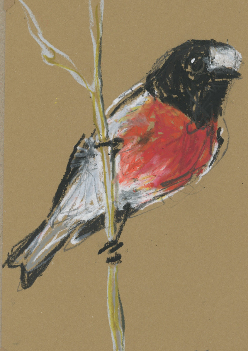 a scarlet robin drawn in oil pastel and graphite by Bridget Farmer