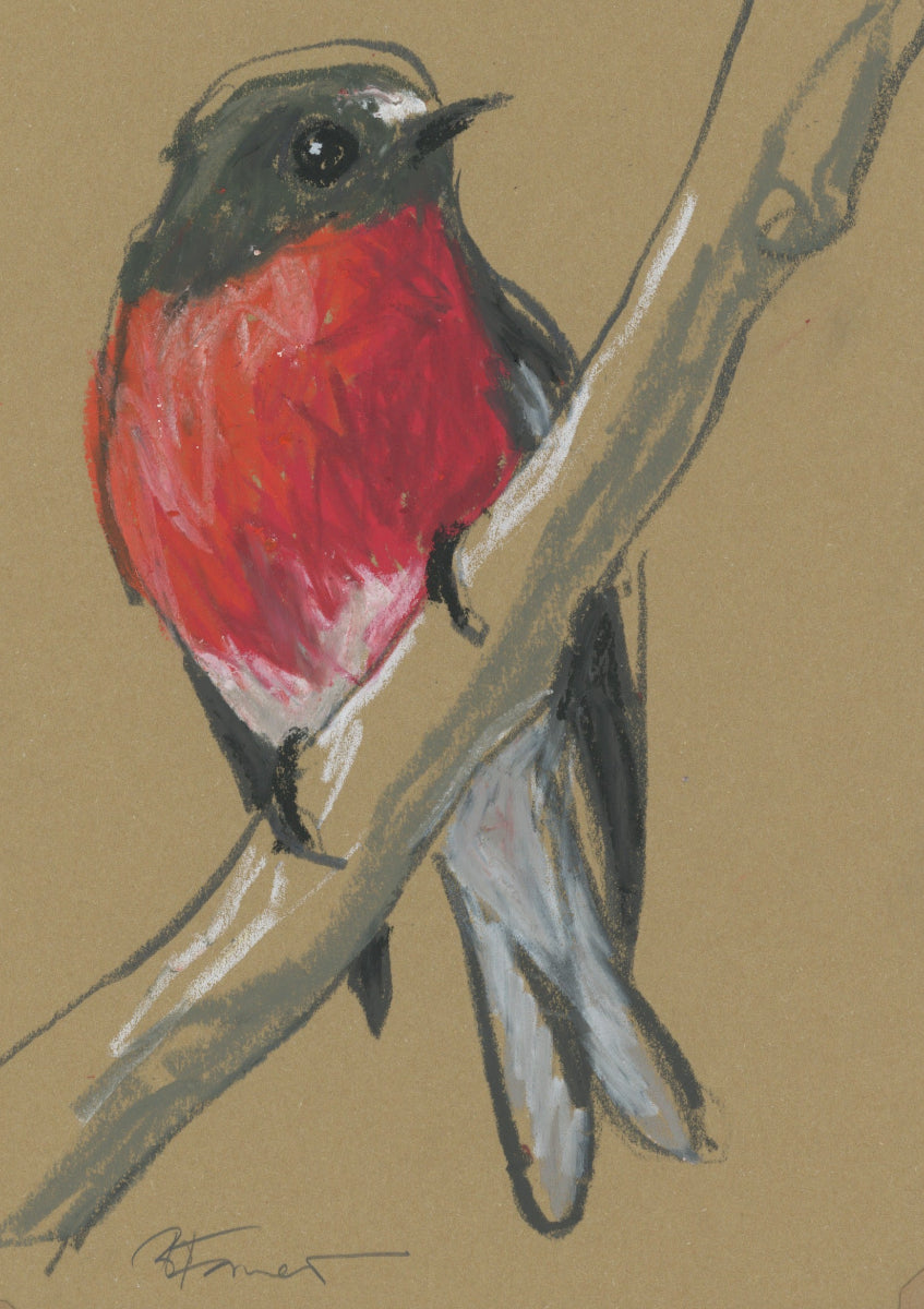 a flame robin drawn in oil pastel and graphite by Bridget Farmer