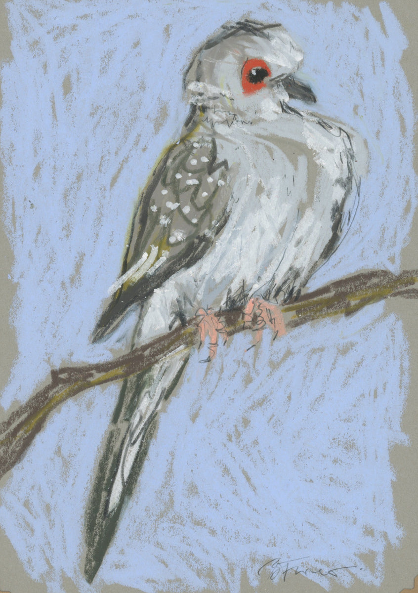 a diamond dove drawn in oil pastel and graphite by Bridget Farmer