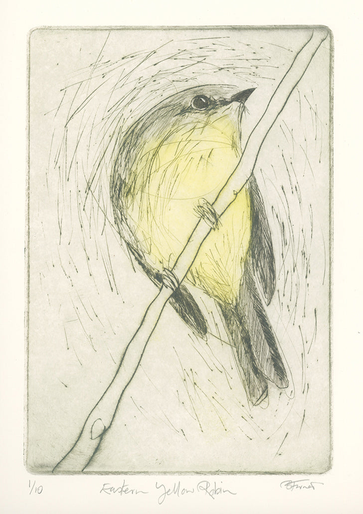 Original Etching - Eastern Yellow Robin