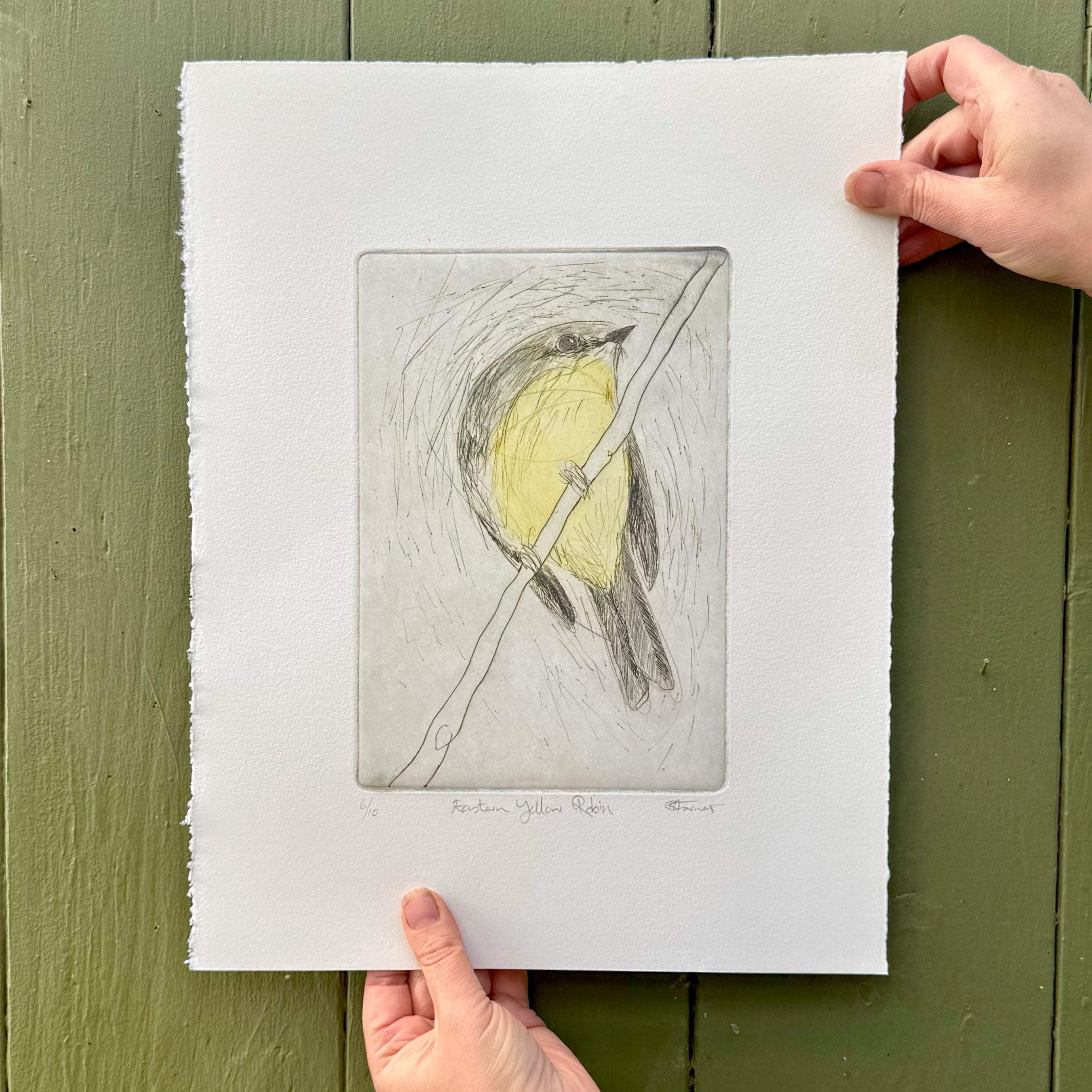Original Etching - Eastern Yellow Robin