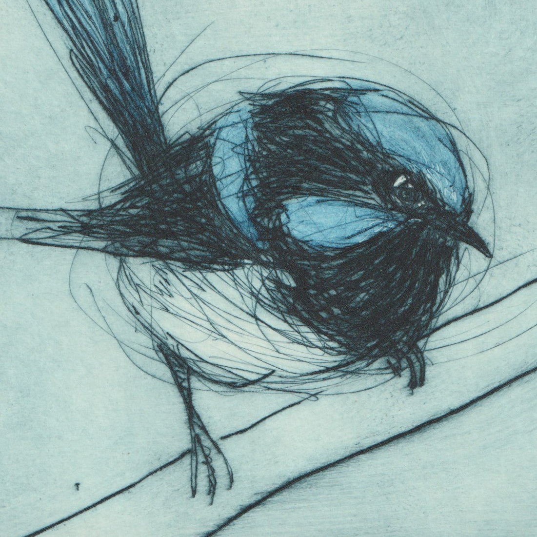 Original Etching - Superb Fairywren I