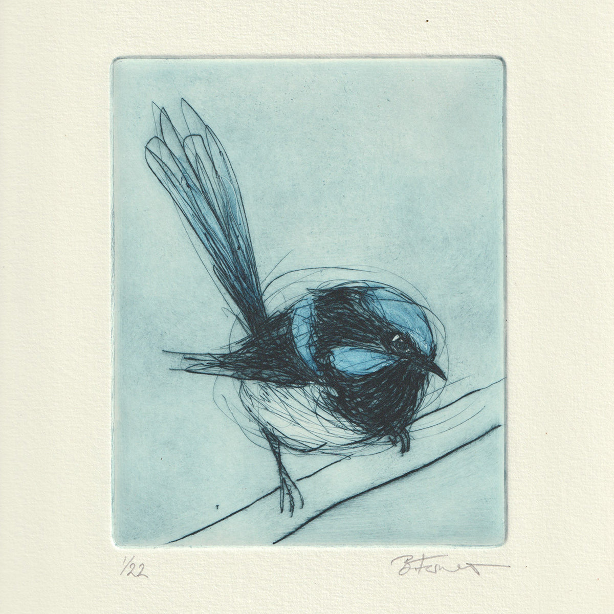 Original Etching - Superb Fairywren I