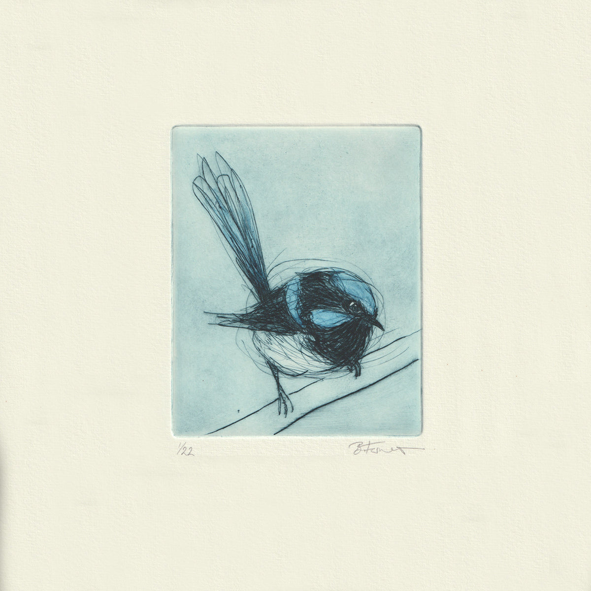 Original Etching - Superb Fairywren I