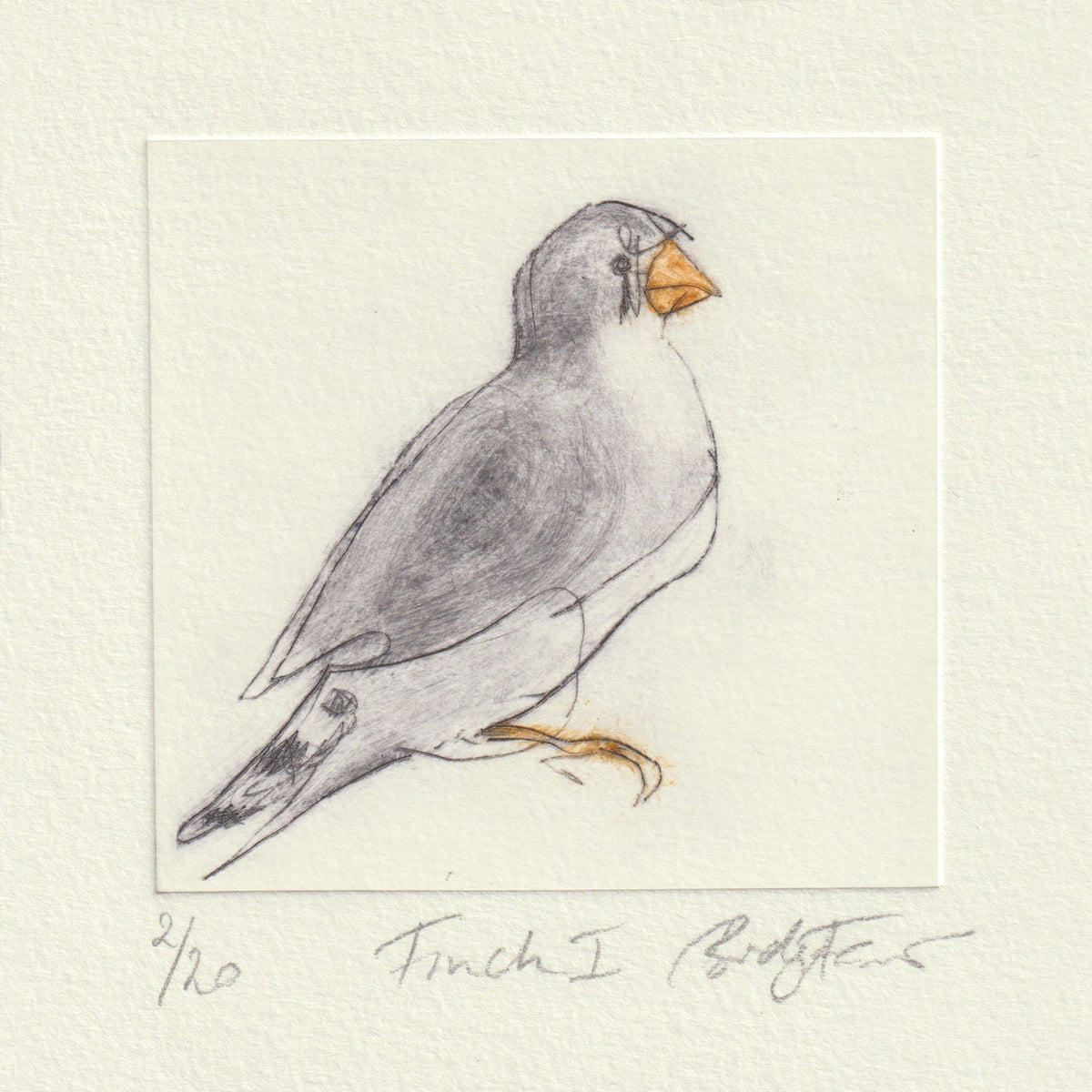 Original Etching - Finch I – Bridget Farmer
