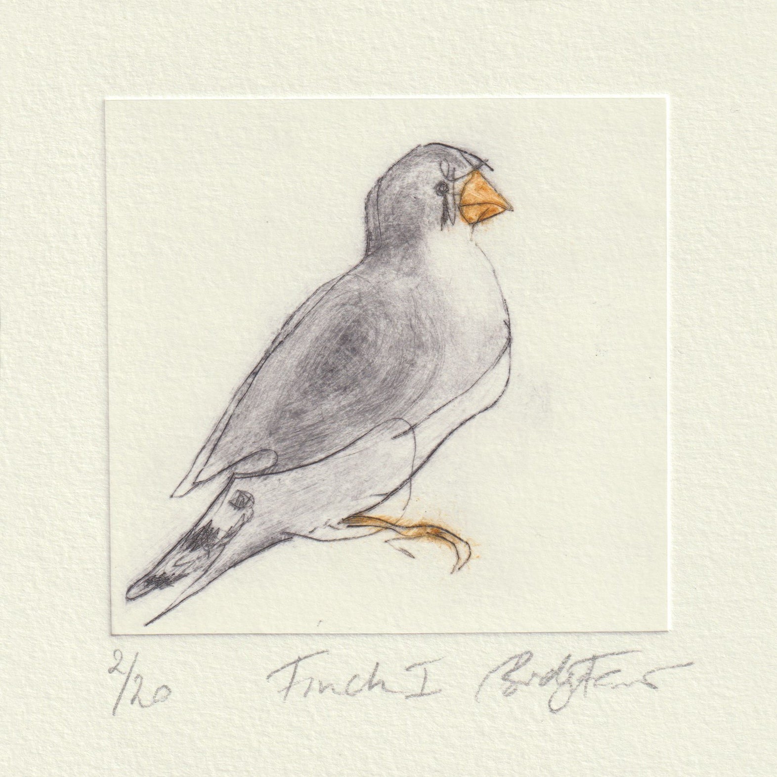 Original Etching - Finch I