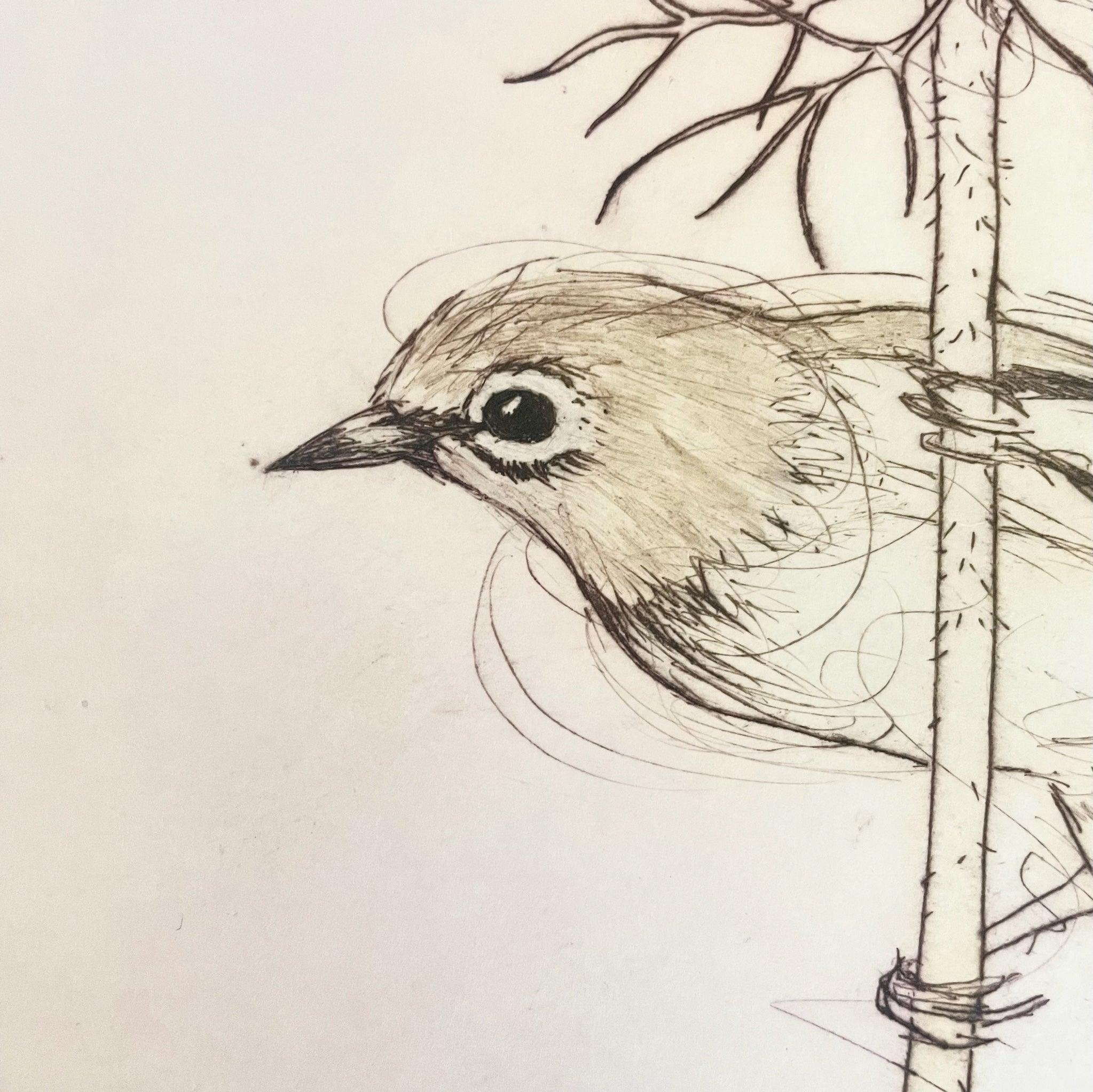 Original Etching - Silvereye In The Chocolate Lace