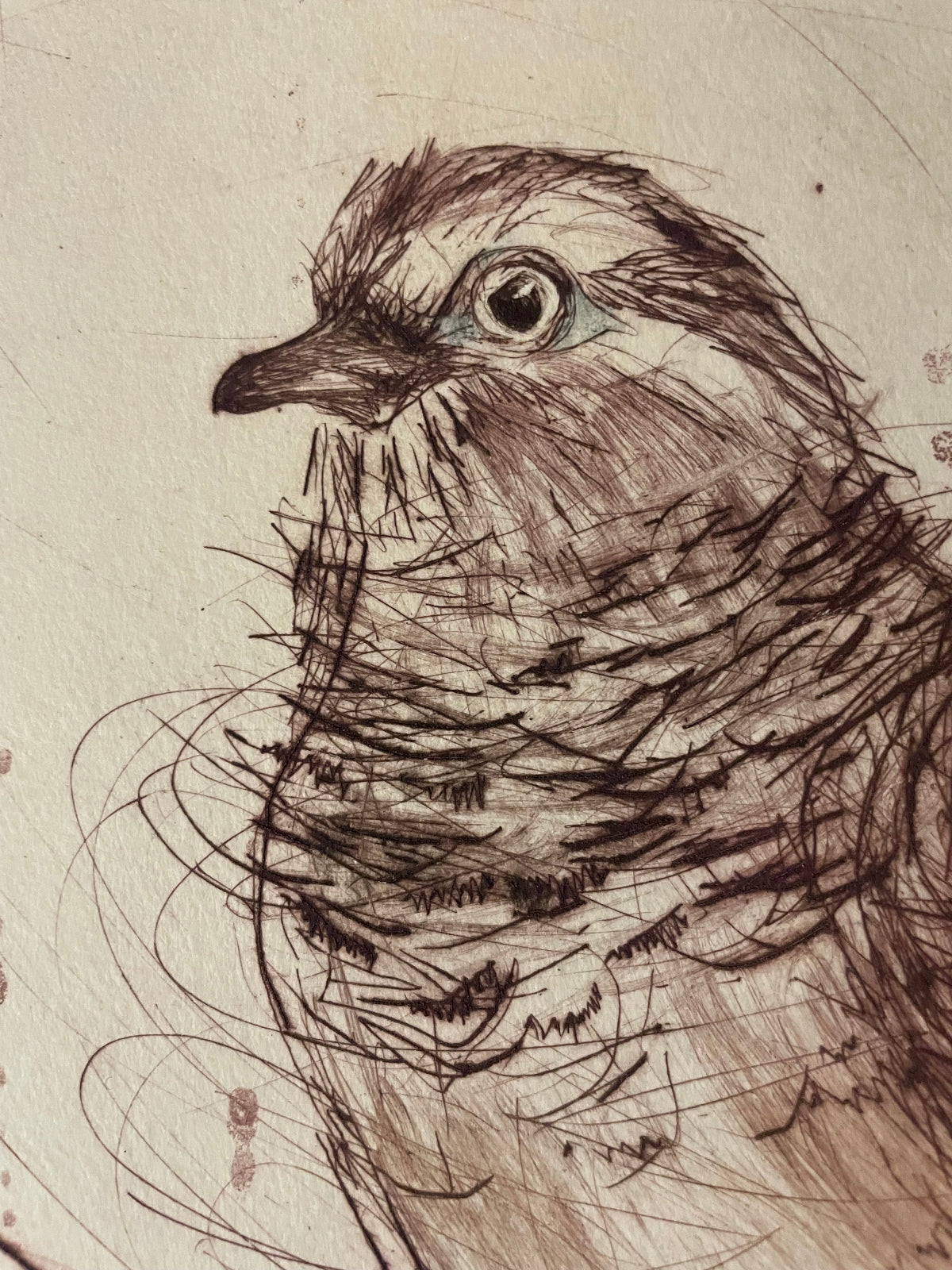 original drypoint etching detail of a peaceful dove by Bridget Farmer