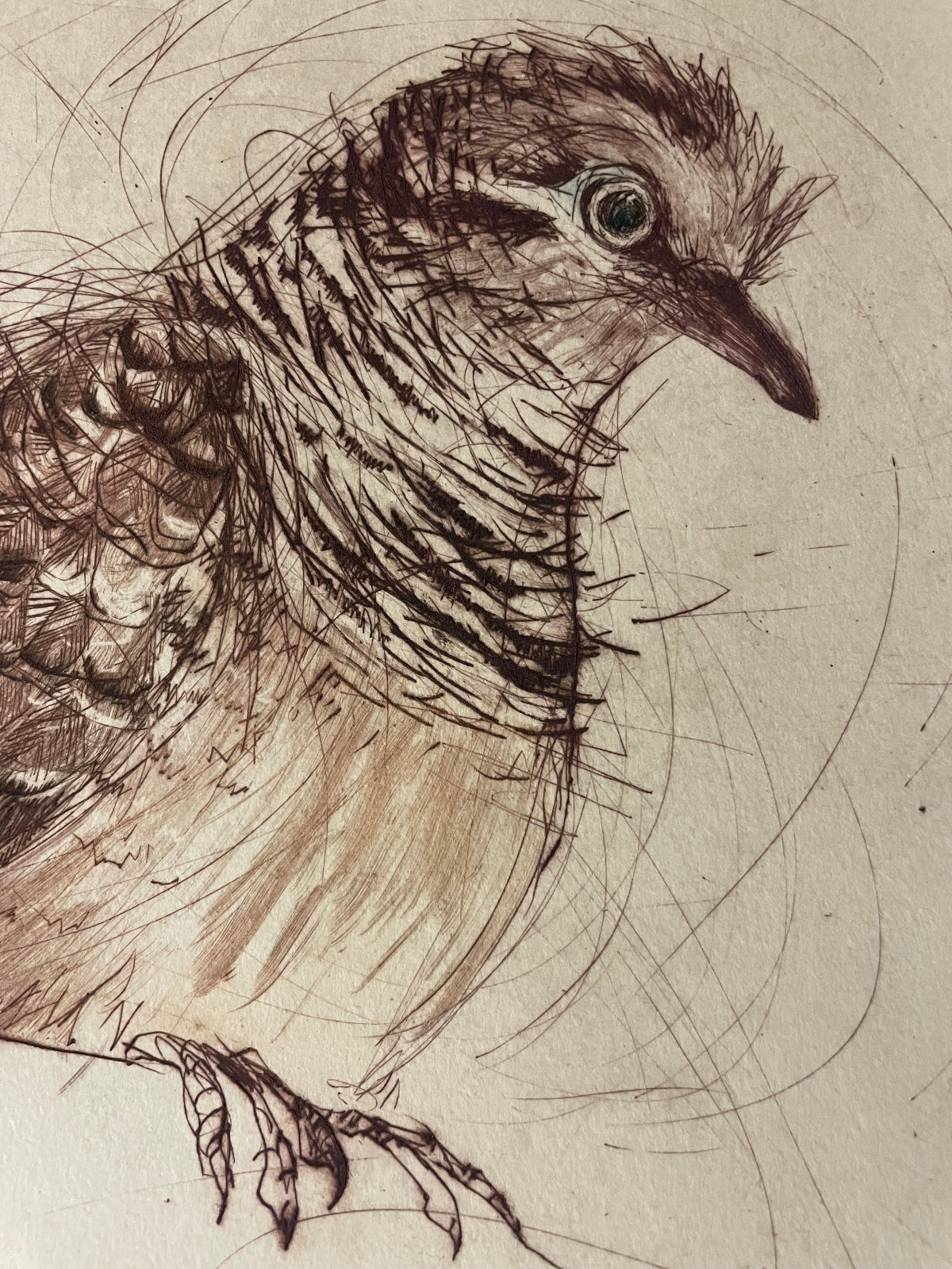 original drypoint etching detail of a peaceful dove by Bridget Farmer
