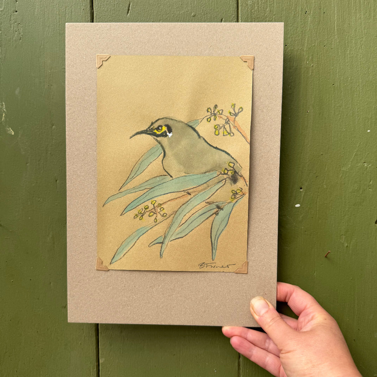 a yellow-faced honeyeater drawn in graphite  and watercolour by Bridget Farmer