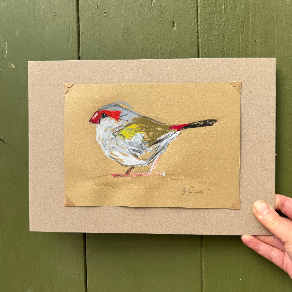 a red-browed finch drawn in oil pastels and graphite by Bridget Farmer