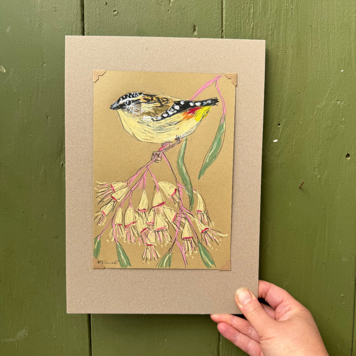 spotted pardalote drawn in oil pastels and graphite by Bridget Farmer