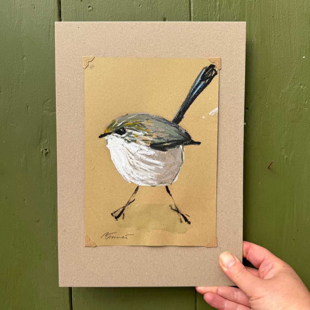 a varigated fairywren drawn in oil pastel and graphite by Bridget Farmer