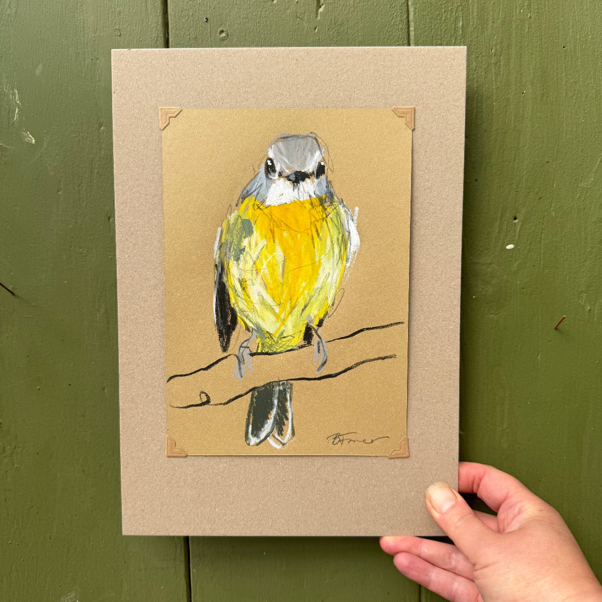 an eastern yellow robin drawn in oil pastel and graphite by Bridget Farmer