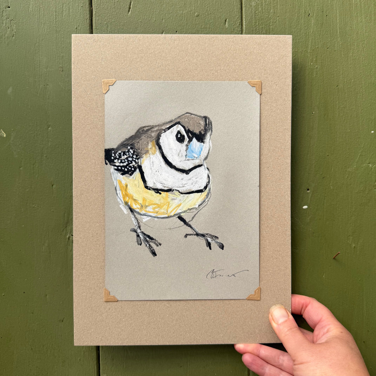 a double-barred finch drawn in oil pastels and graphite by Bridget Farmer