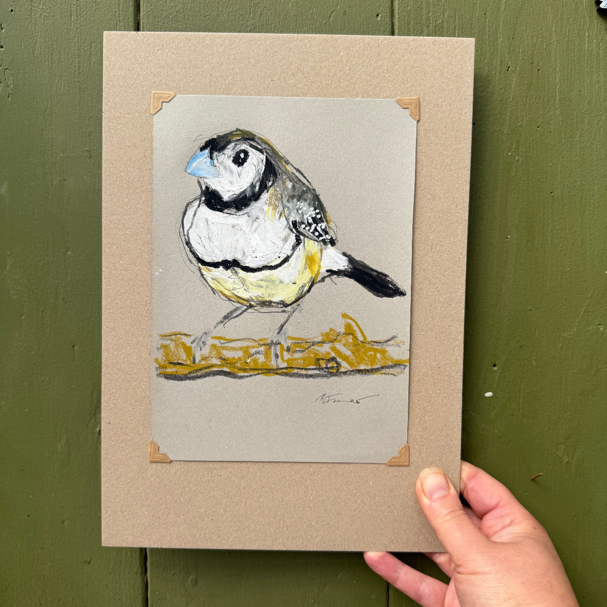 a double-barred finch drawn in oil pastels and graphite by Bridget Farmer