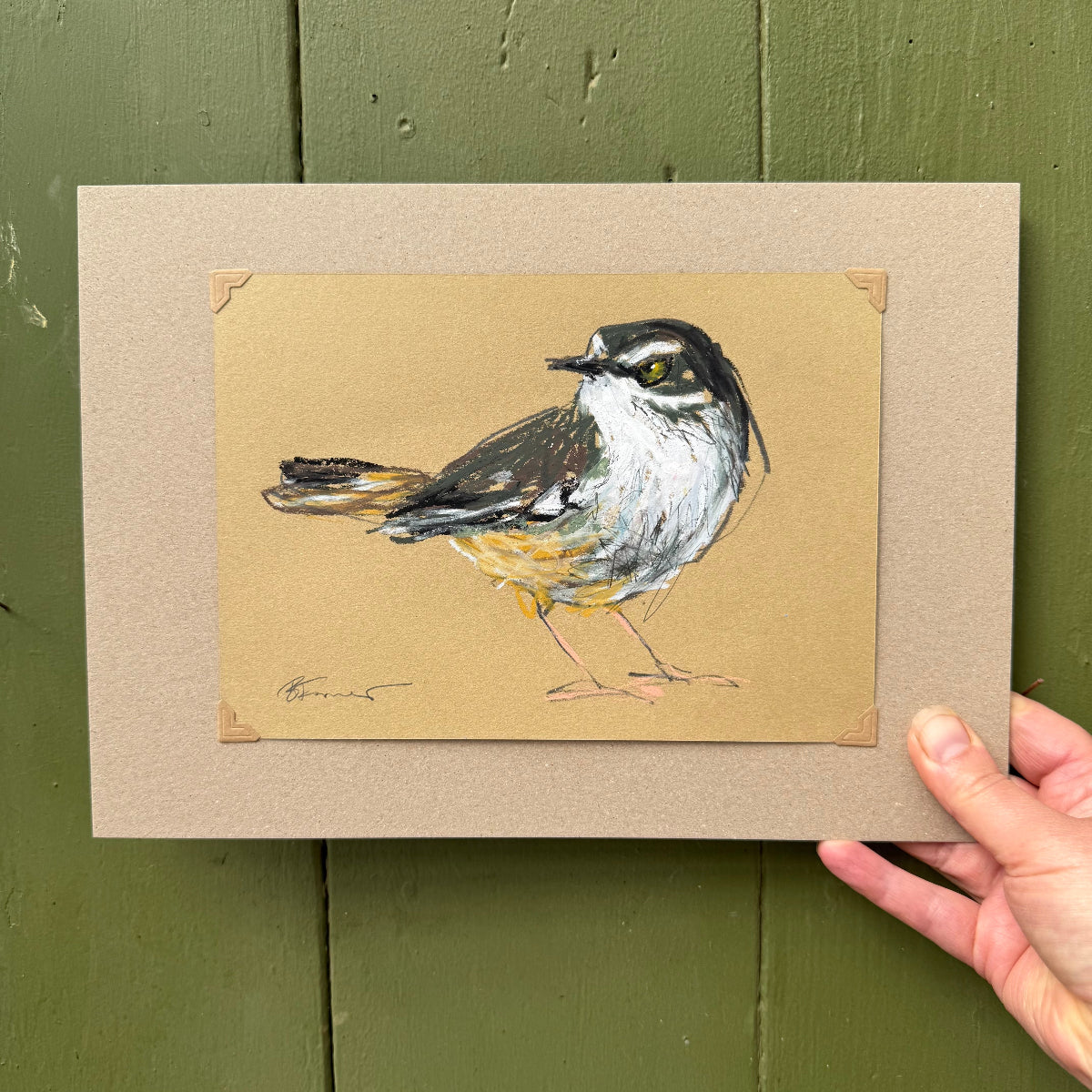 white-browed scrubwren drawn in oil pastels and graphite by Bridget Farmer