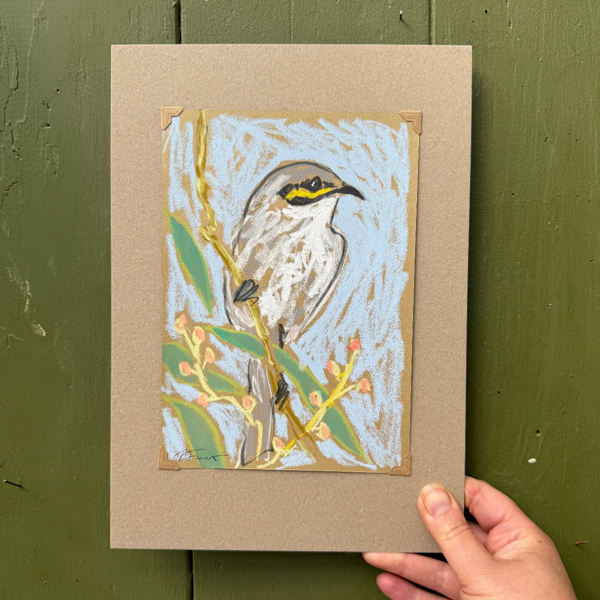 yellow-faced honeyeater drawn in oil pastels and graphite by Bridget Farmer