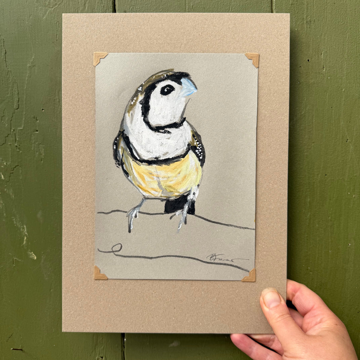a double-barred finch drawn in oil pastels and graphite by Bridget Farmer