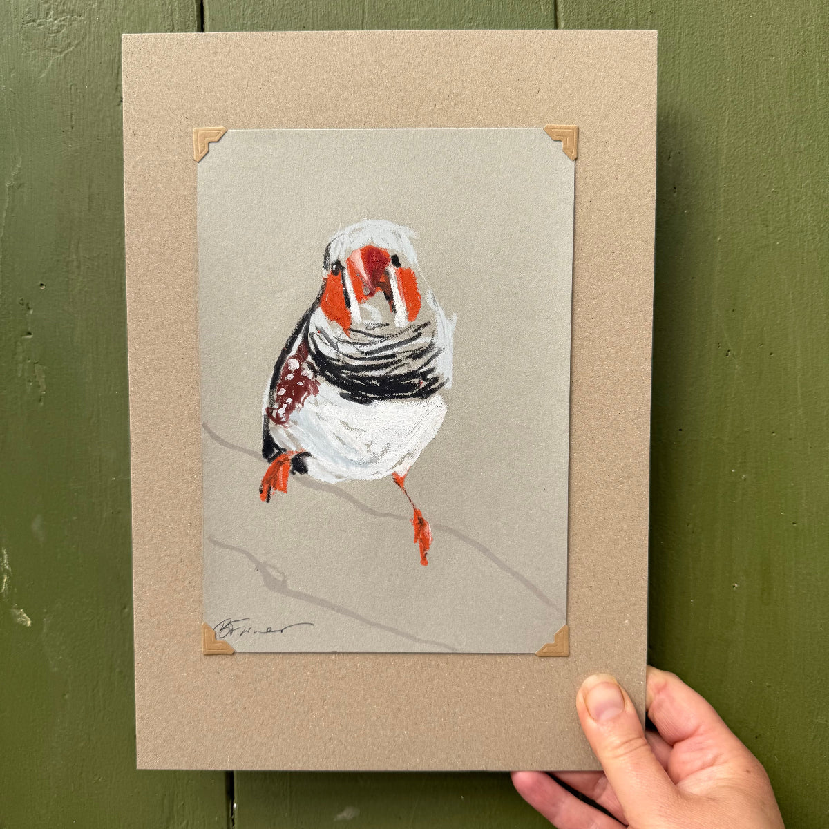 a male zebra finch drawn in oil pastels and graphite by Bridget Farmer