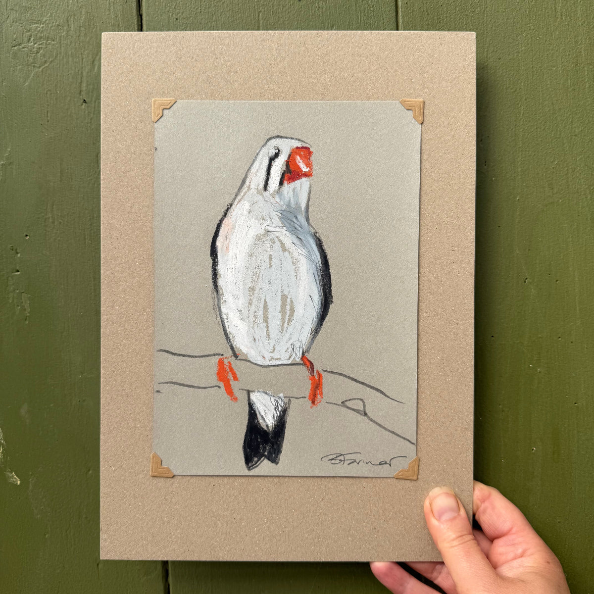 a female zebra finch drawn in oil pastels and graphite by Bridget Farmer