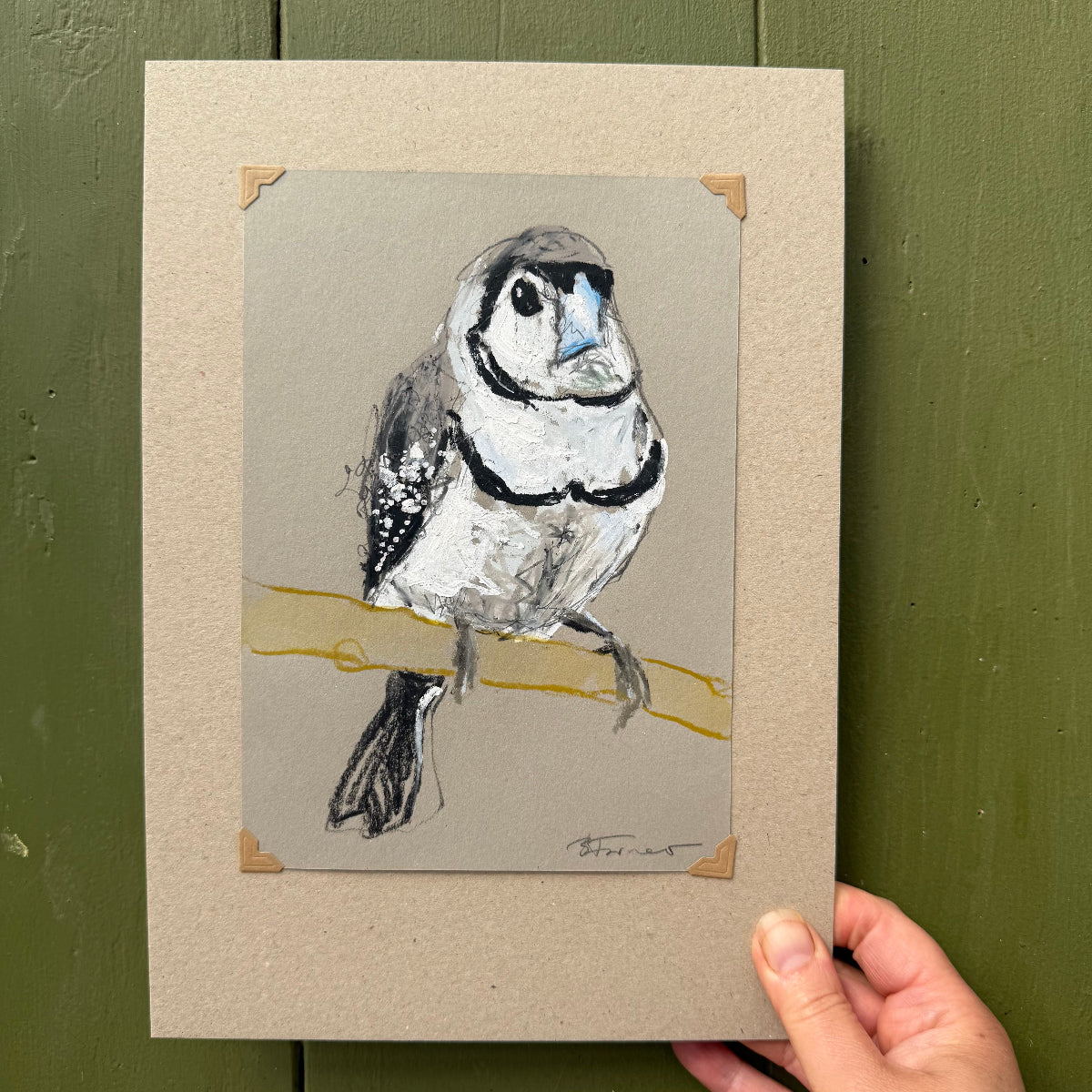 a double-barred finch drawn in oil pastels and graphite by Bridget Farmer