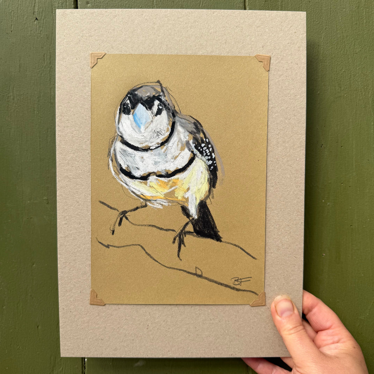 a double-barred finch drawn in oil pastels and graphite by Bridget Farmer