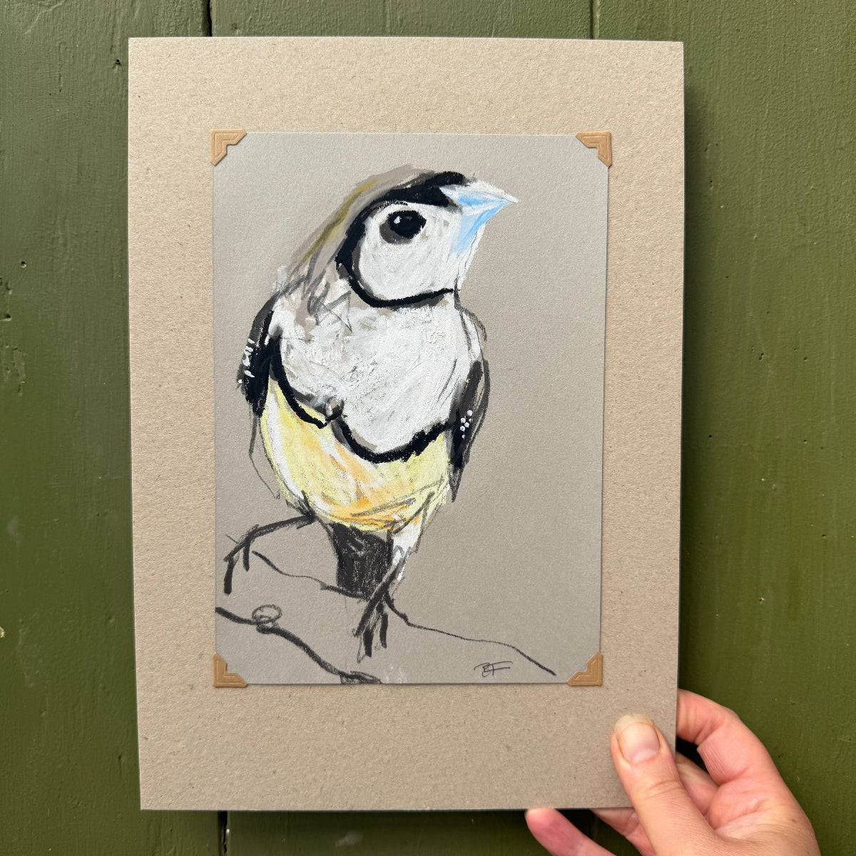 double-barred finch drawn in oil pastels and graphite by Bridget Farmer