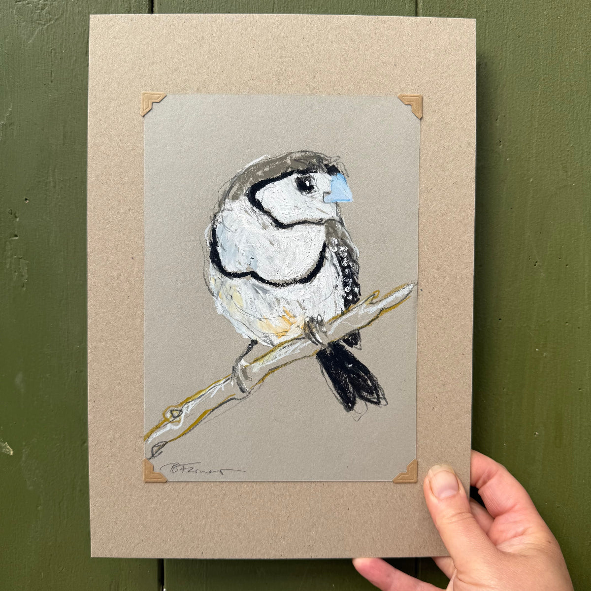 a double-barred finch drawn in oil pastels and graphite by Bridget Farmer