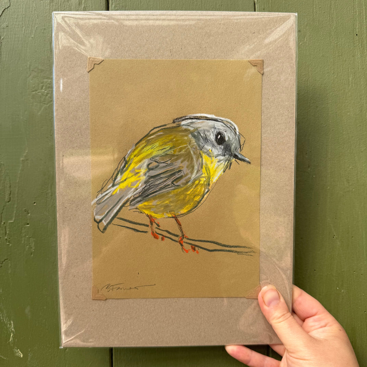 an eastern yellow robin drawn in oil pastel and graphite by Bridget Farmer