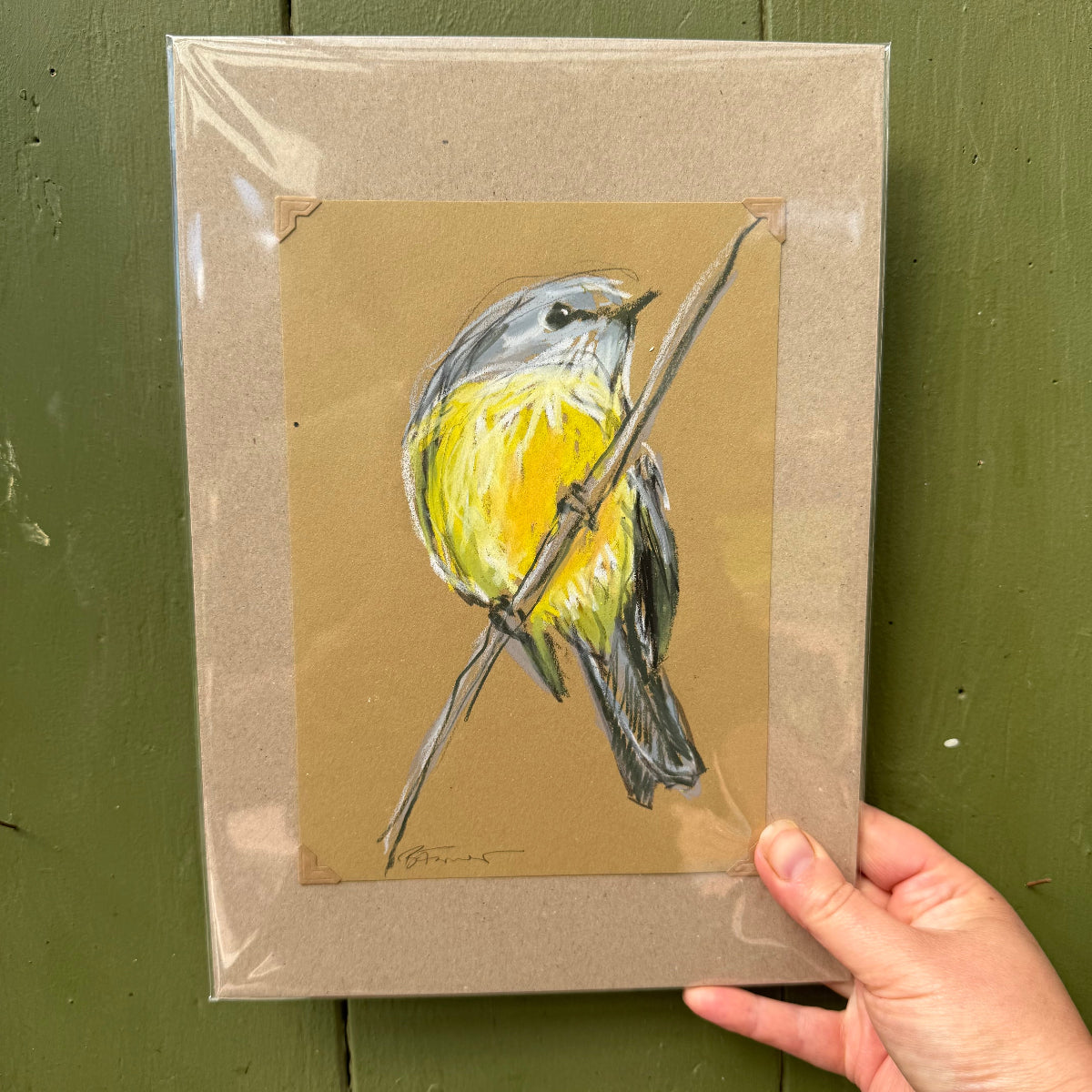 an eastern yellow robin drawn in oil pastel and graphite by Bridget Farmer