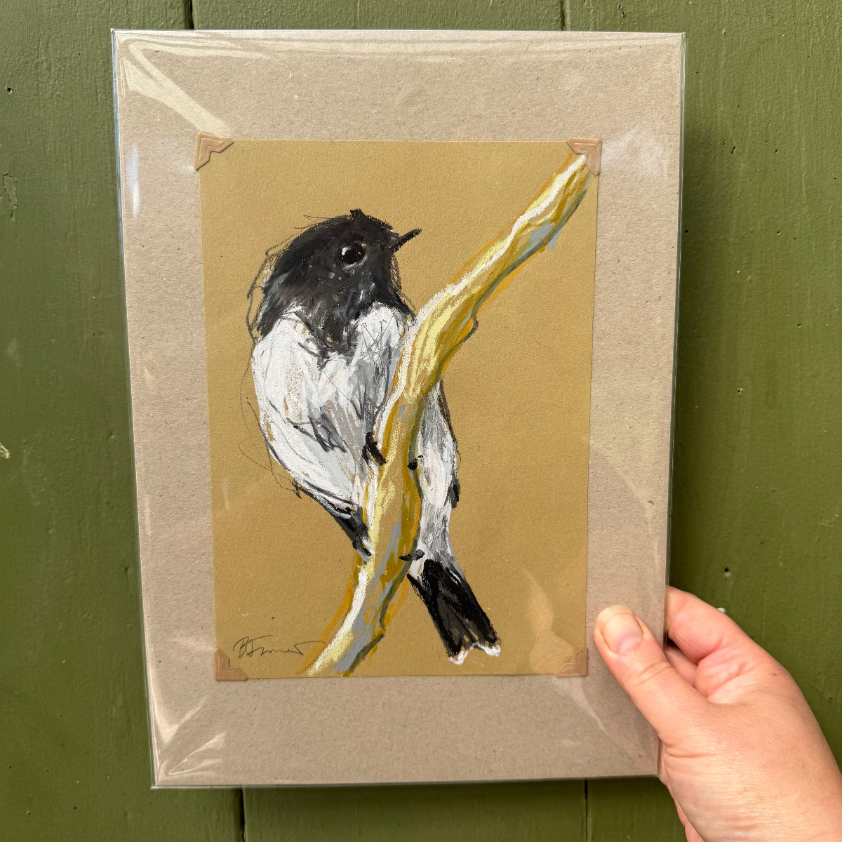 a hooded robin drawn in oil pastel and graphite by Bridget Farmer